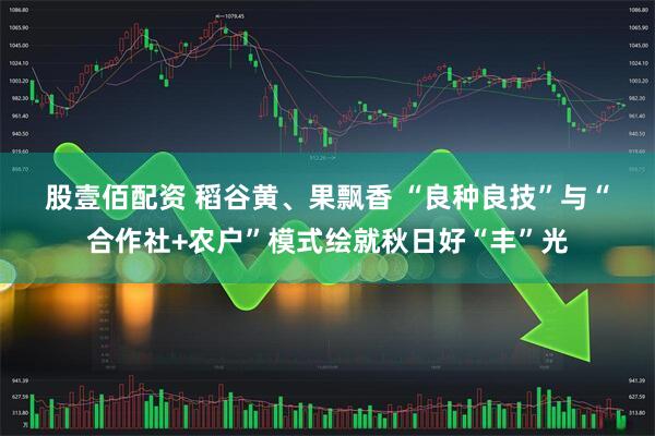 股壹佰配资 稻谷黄、果飘香 “良种良技”与“合作社+农户”模式绘就秋日好“丰”光